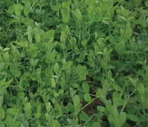 Austrian Winter Peas - 50 lb