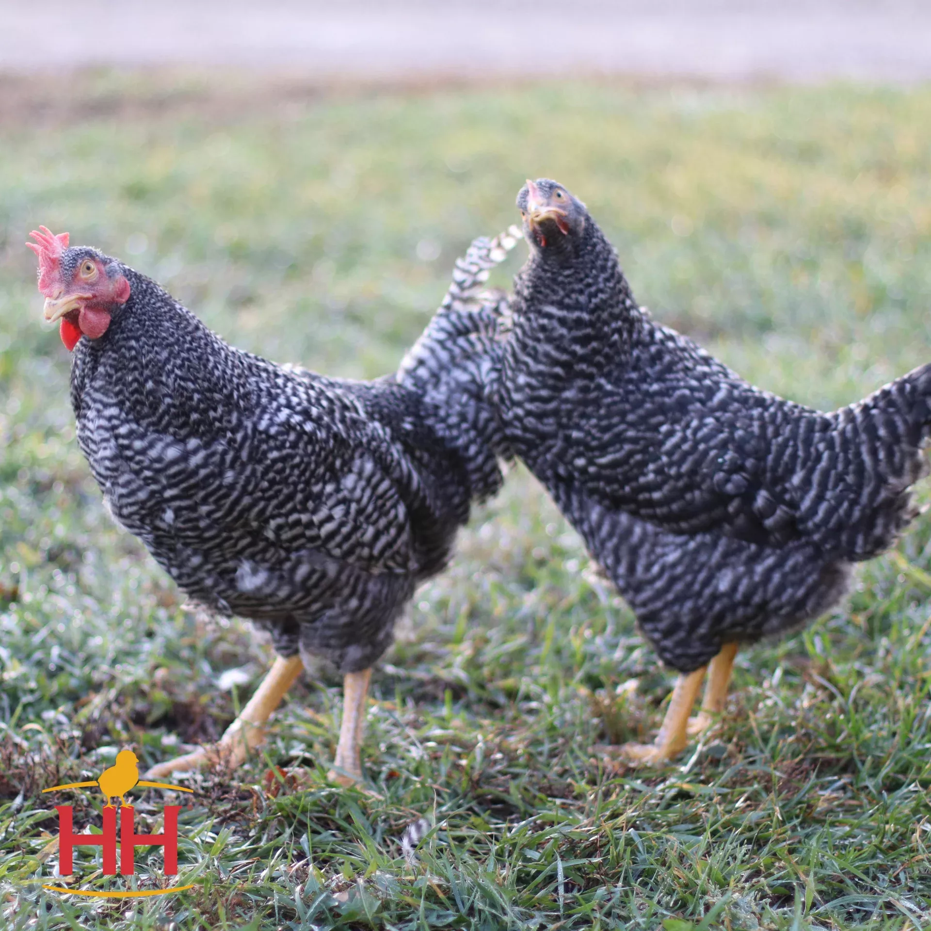 Barred Plymouth Rock