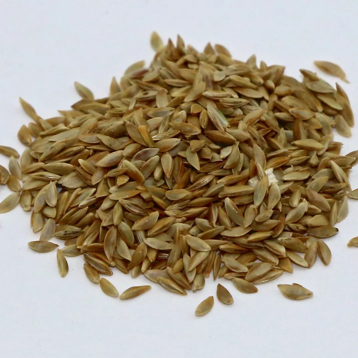 BERMUDA GRASS UN HULLED