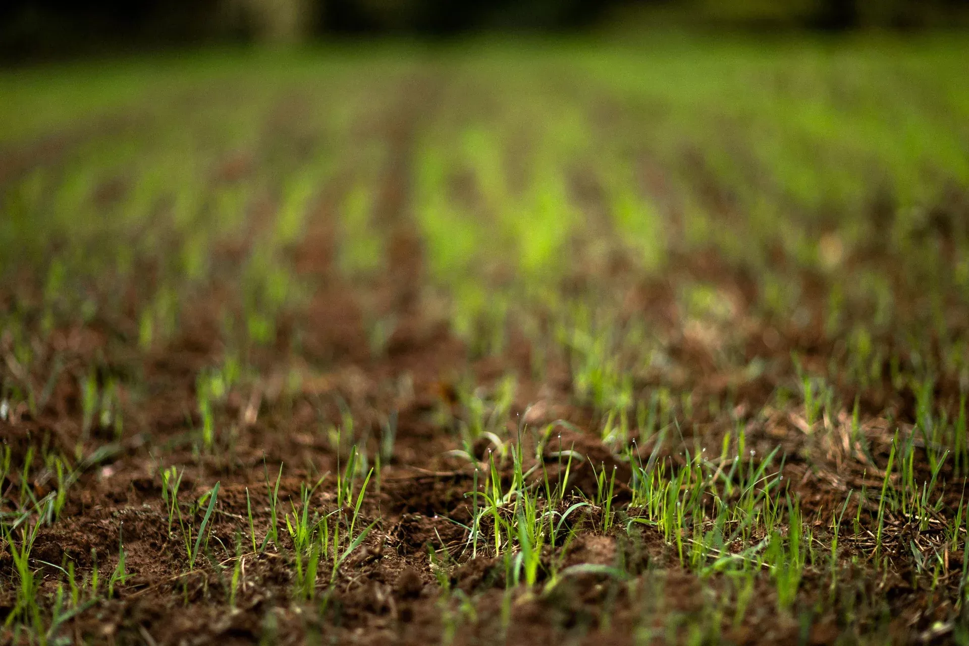 Buck Forage Oats