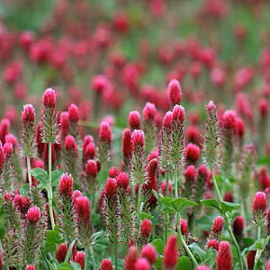 Clover, Crimson, Coated, Inoculated - 50 lb
