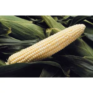 Corn, Sweet Funks G-90