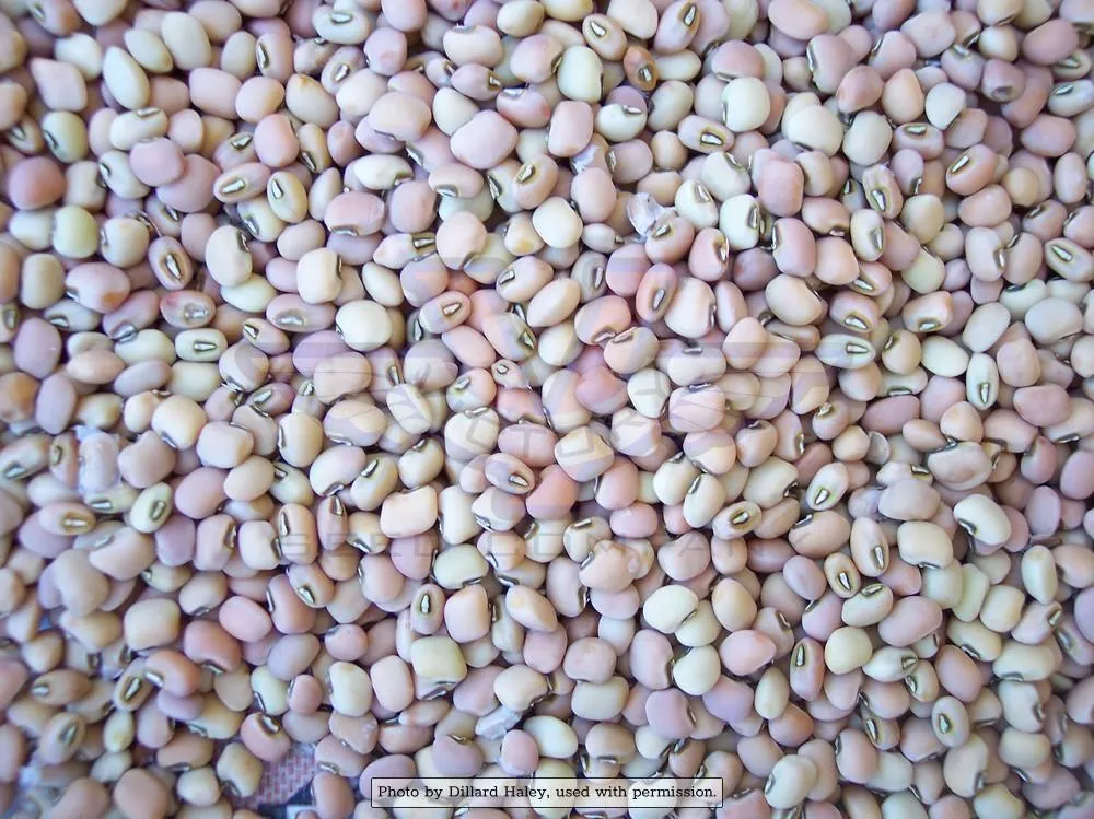 Iron & Clay Southern Pea 50 LBS
