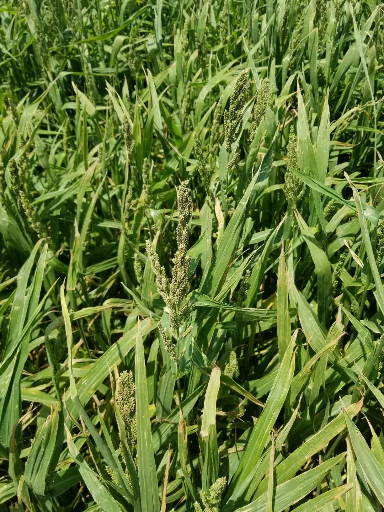 JAPANESE MILLET