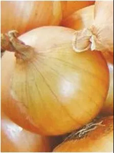 Onion, Grano 1015Y
