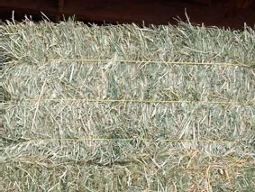 Regular Grass Hay