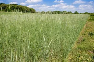 Rye, Elbon - 50 lb