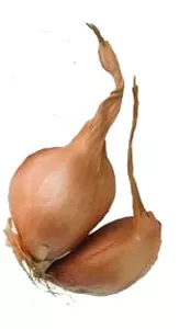 Shallots