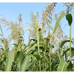 Sorghum Sudangrass, Jackpot - 50 lb